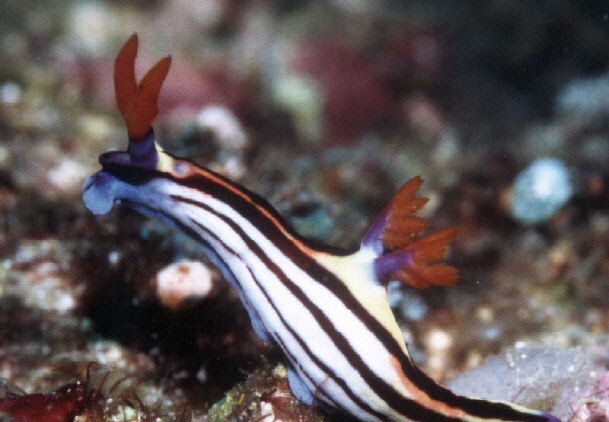 Nembrotha aurea